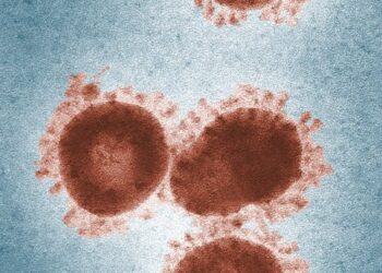 Revolutionizing Virus Research: How Imaging Flow Cytometry Unveils the Mechanism of Equine Arteritis Virus Entry and Internalization Mechanism